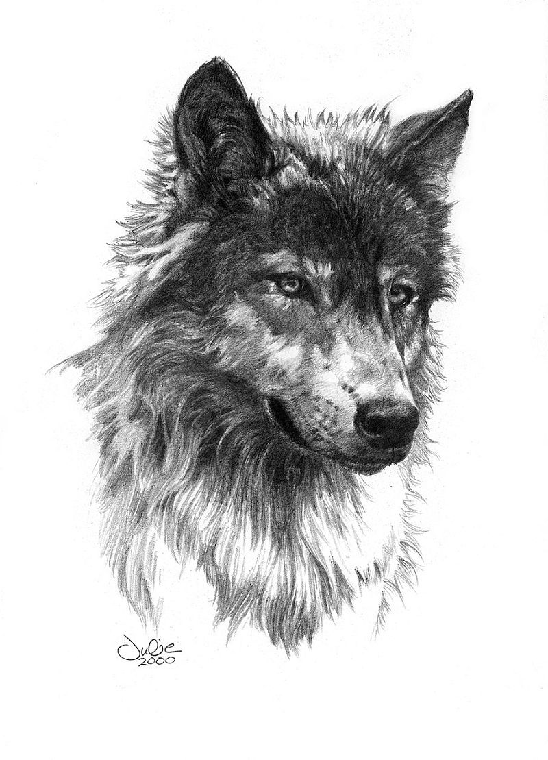Tattoos of koalas 14