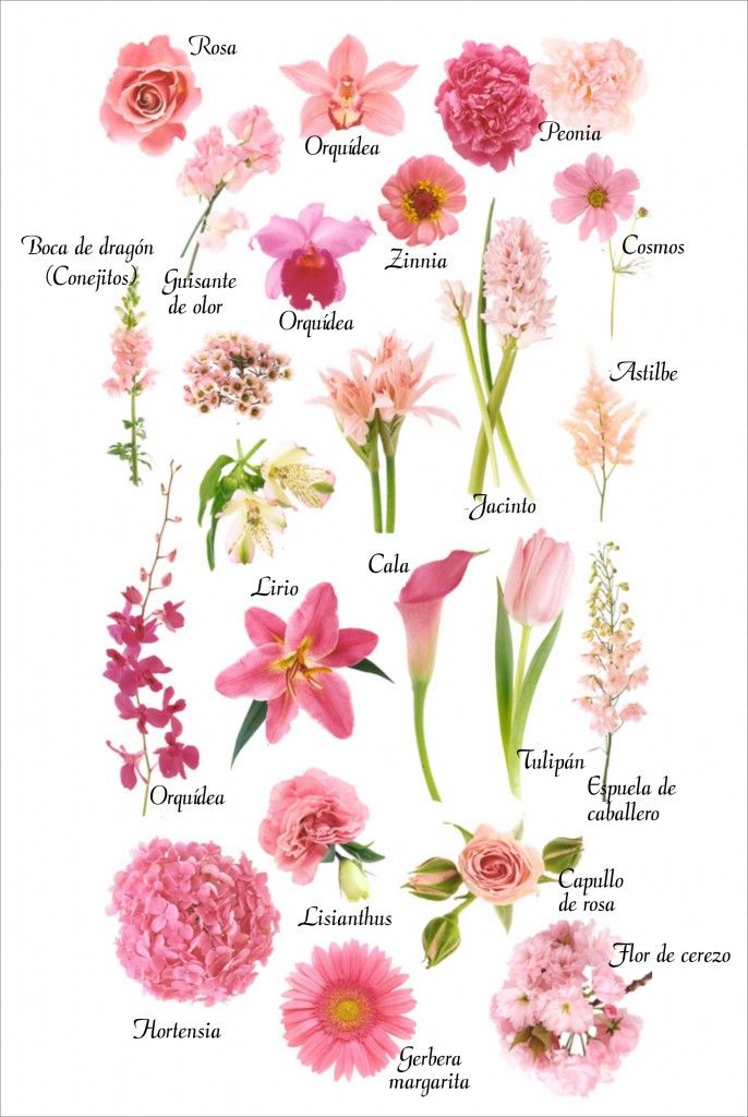 Tatuagens de nombres con una rosa 17