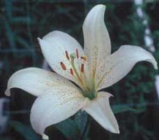Tattoos of nombres karina 16
