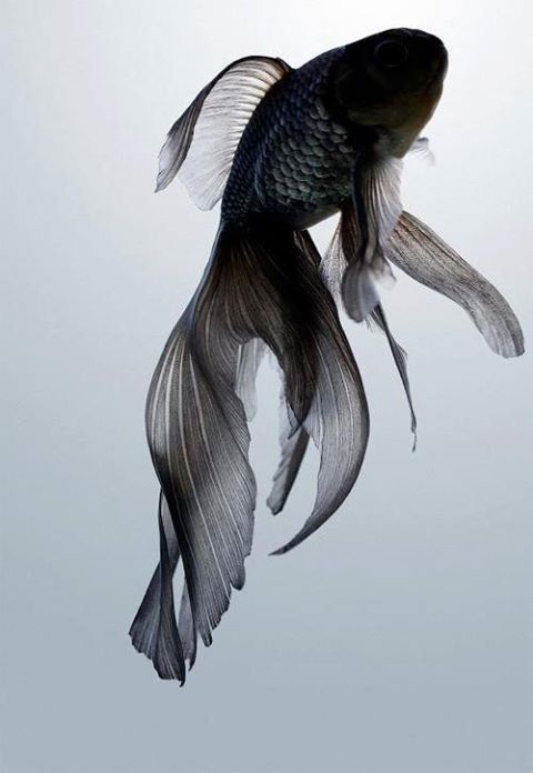 Tattoos of orcas 3