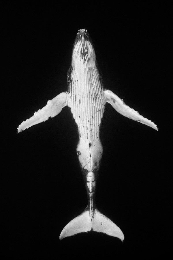 Tattoos of orcas 15