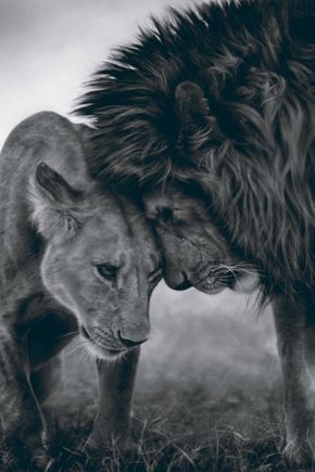 Tatuajes de queen y king