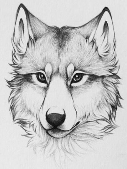 Tatouages de tiburones 15
