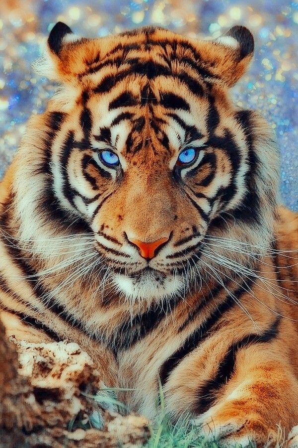 Tattoos of tigres 8