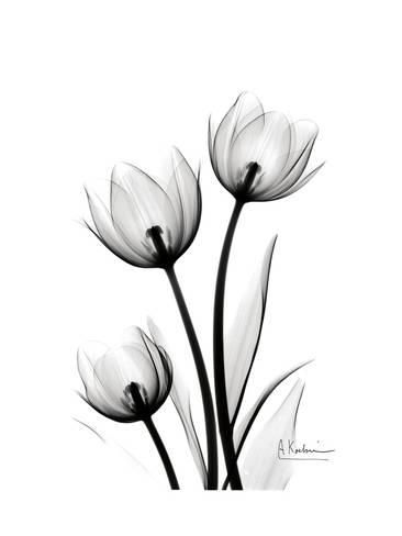 Tatuajes de tulipanes 12