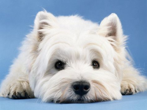 Tatuajes de westies 29