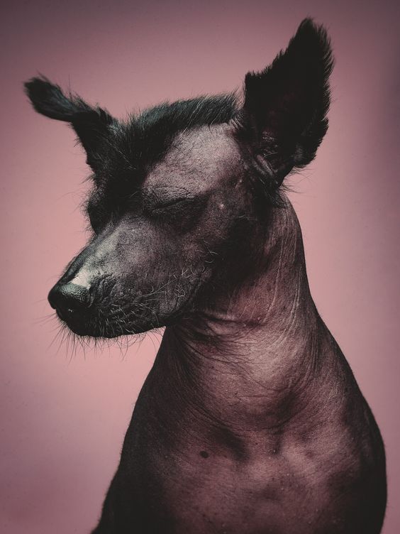 Tatuagens de xolos