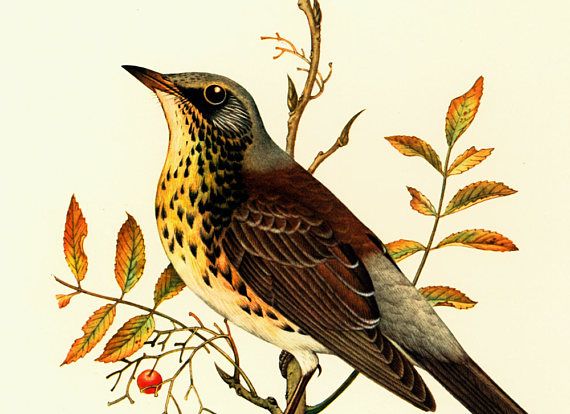 Tatuagens de zorzales 36