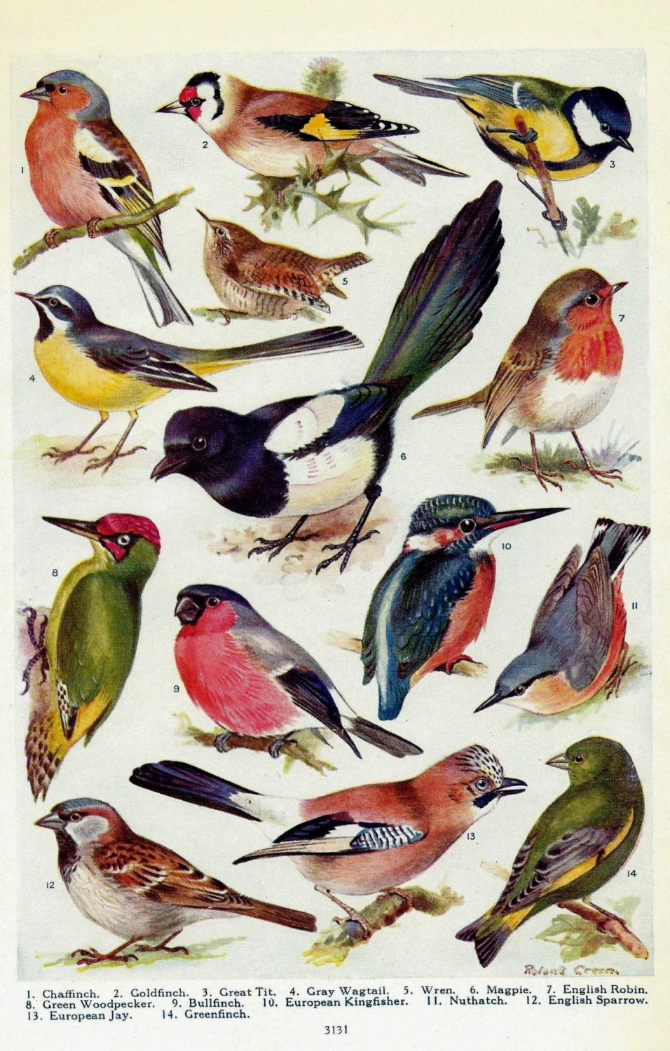 Tatuagens de zorzales 5