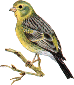 Tatuagens de zorzales 61