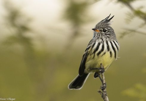 Tatuagens de zorzales 23