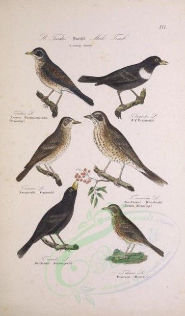 Tatuagens de zorzales 56