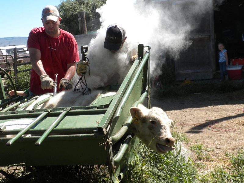 Branding in squeeze chute (5989110316).jpg