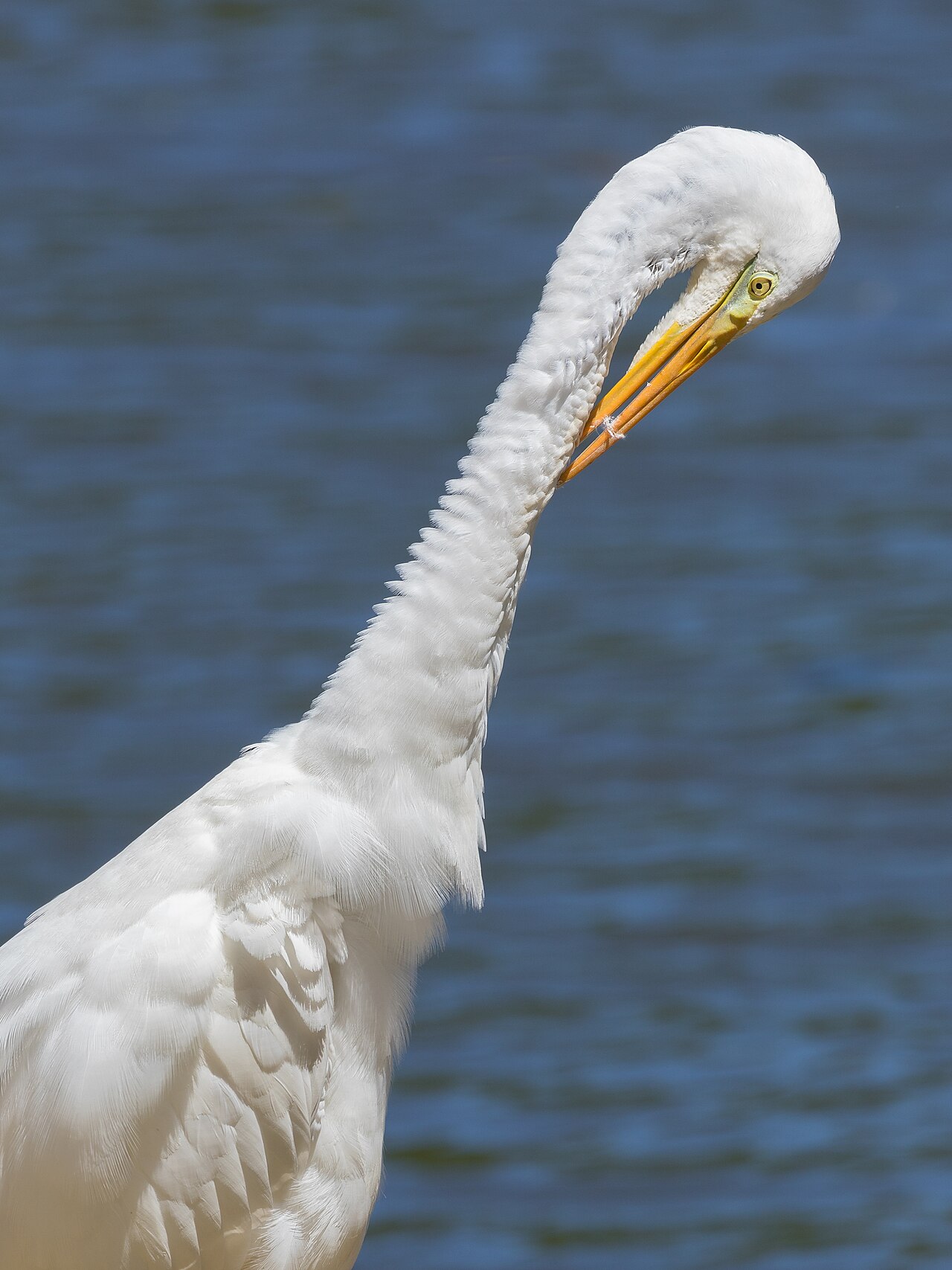 Eastern great egret (Ardea alba modesta) stretching its neck and preening in Shinjuku Gyoen National Garden, Tokyo, Japan.