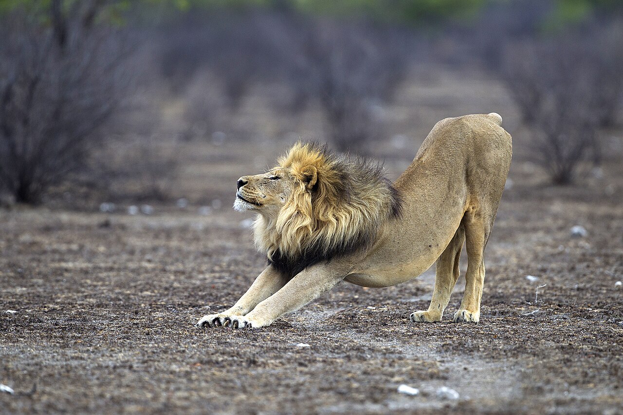 Adult male lion of the Okondeka pride stretching in Etosha National Park