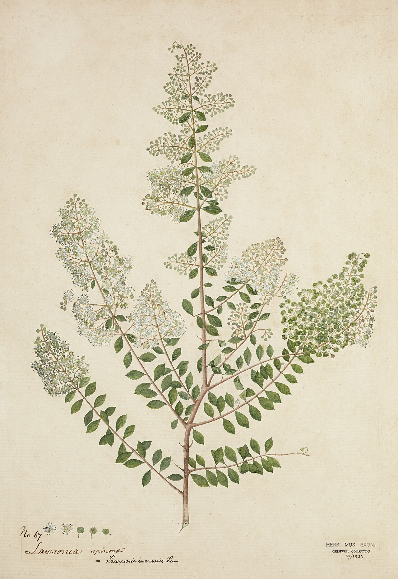 An orange-red dye is produced when the leaves and young shoots of the henna (Lawsonia inermis) plant are crushed to a powder and mixed with tea and lemon juice. The resulting paste is used as a hair d