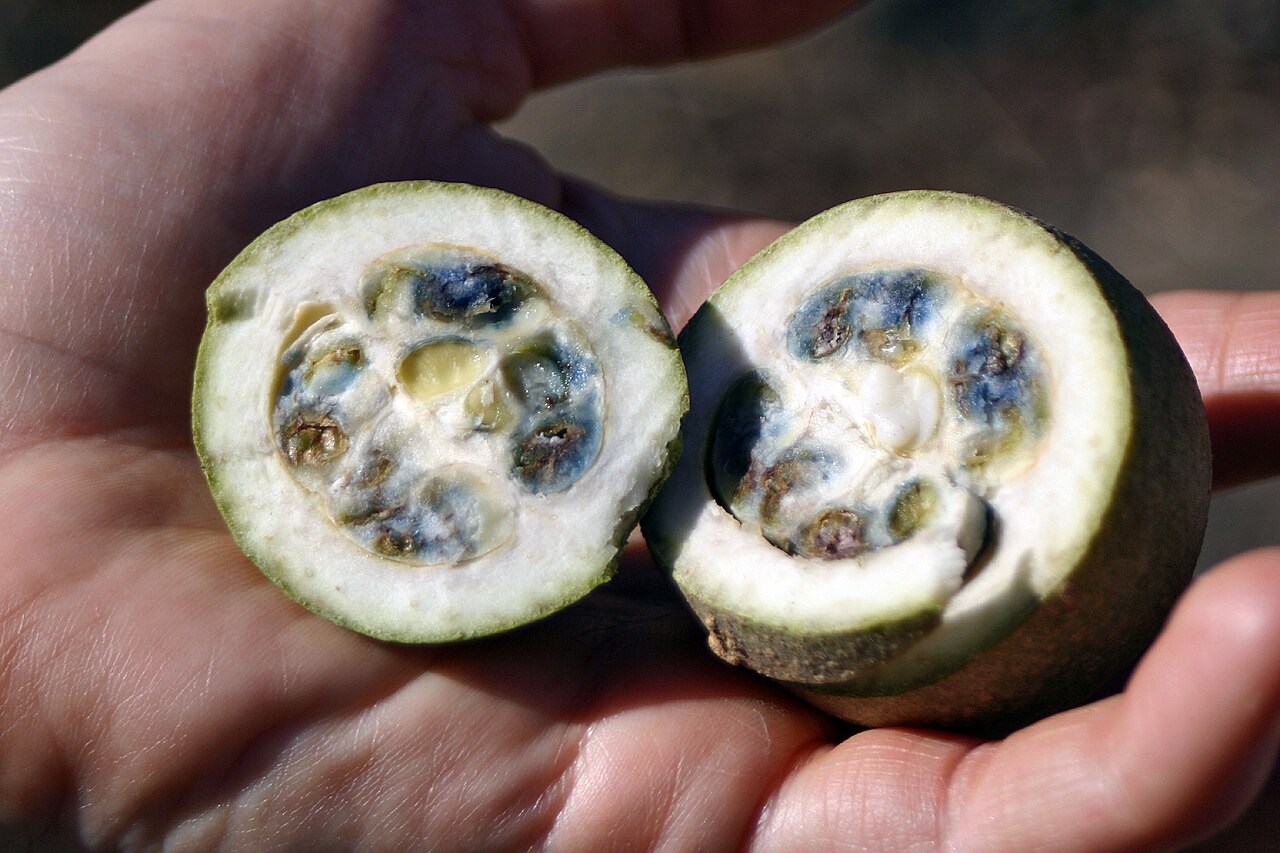 The seeds of G. americana (and maybe the fruits as well?) contain a substance that dyes skin and clothing a deep blue color. In skin, the color lasts for a week or more, and cannot be washed out by an