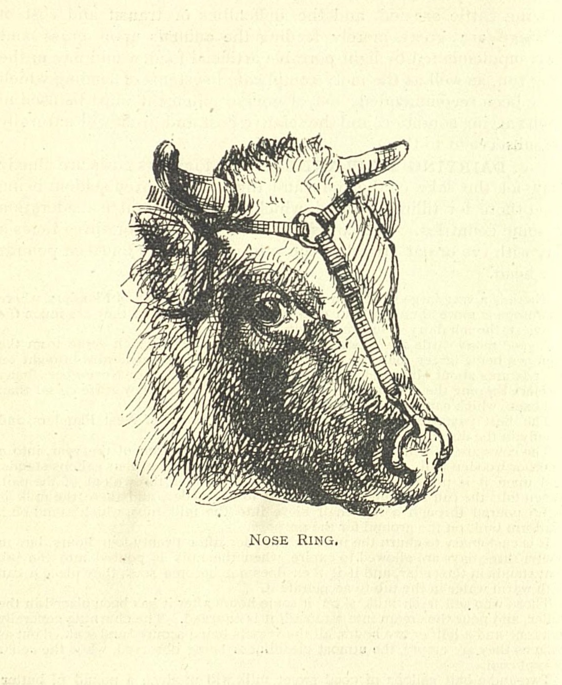 Nose ring