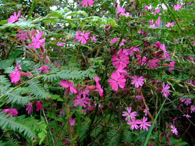 Red campion (Silene dioica) Blodyn Neidr in Welsh, meaning Adder's flower, possibly because the 5 bifurcated petals resemble a snake's tongue? The mashed seeds were thought to be a cure for snakebite.